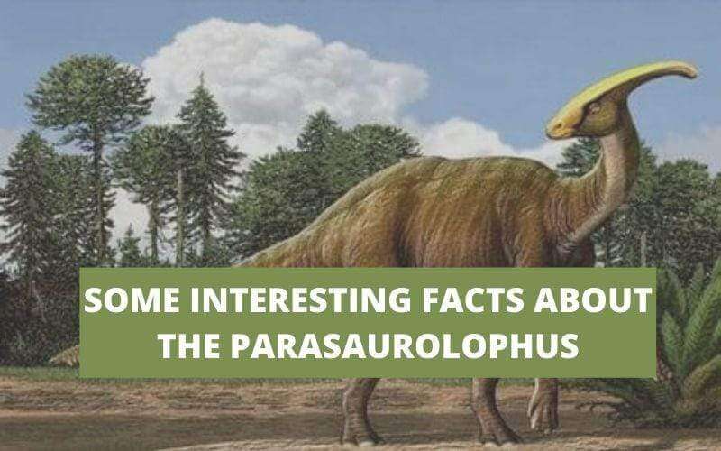 SOME PARASAUROLOPHUS INTERESTING FACTS YOU MIGHT NOT KNOW