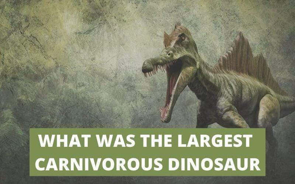 largest carnivorous dinosaur ever