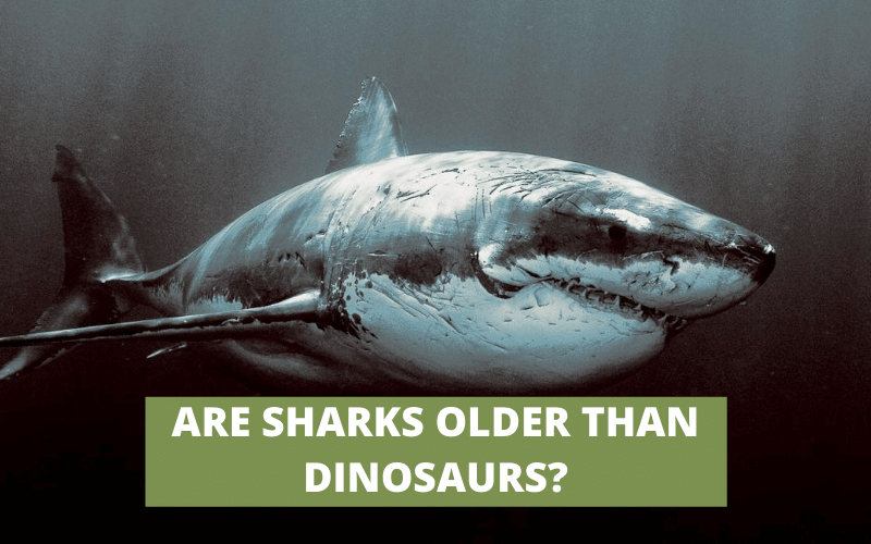ARE SHARKS OLDER THAN DINOSAURS? THE FACT EXPOSED