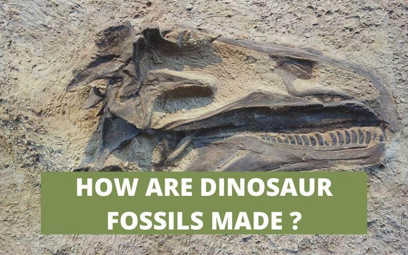HOW ARE DINOSAUR FOSSILS MADE ?