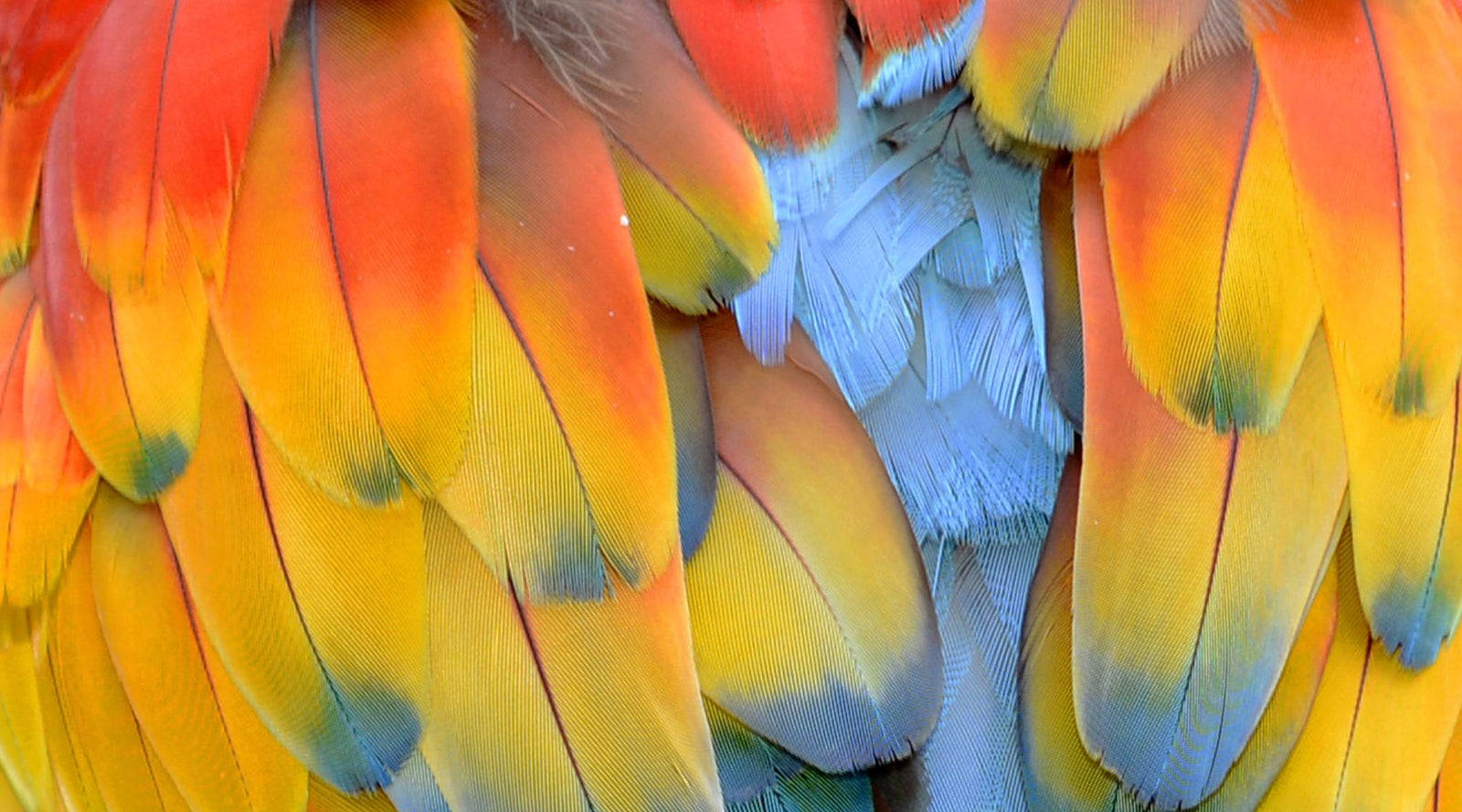 Unveiling the Feathered Mystery: Did Dinosaurs Really Don Feathers?