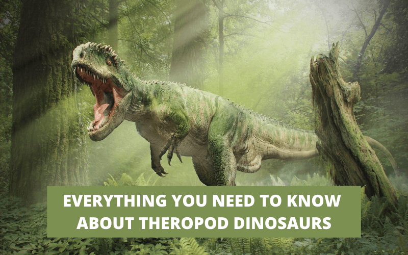 EVERYTHING YOU NEED TO KNOW ABOUT THEROPOD DINOSAURS