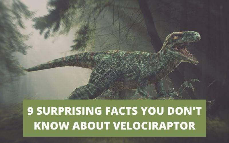 9 SURPRISING FACTS YOU MIGHT NOT KNOW ABOUT VELOCIRAPTOR
