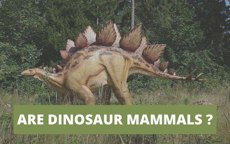 ARE DINOSAUR MAMMALS ?