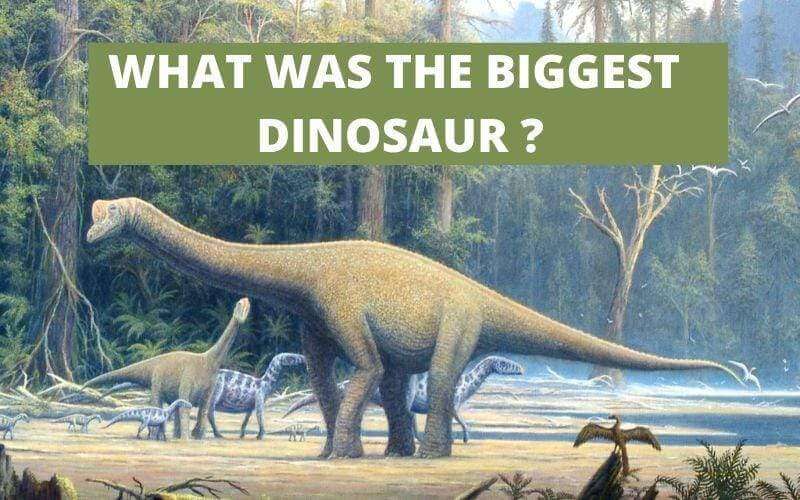 WHAT WAS THE BIGGEST DINOSAUR ?