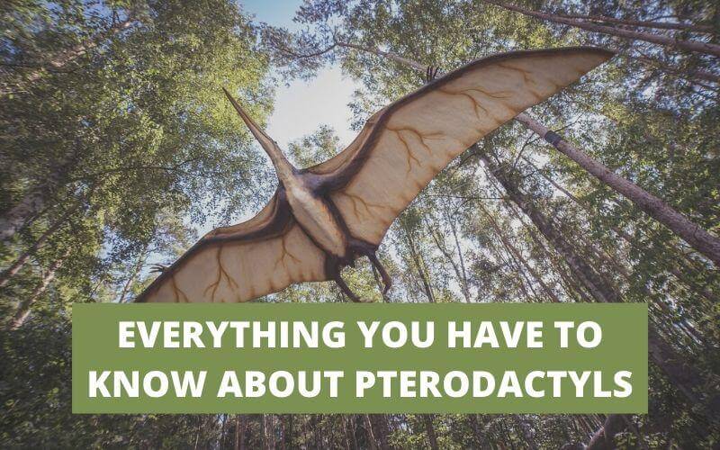 EVERYTHING YOU HAVE TO KNOW ABOUT PTERODACTYLS