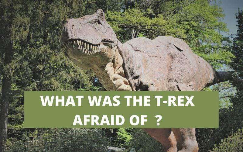 WHAT DINOSAURS WOULD THE TYRANNOSAURUS REX  HAVE BEEN AFRAID OF ?