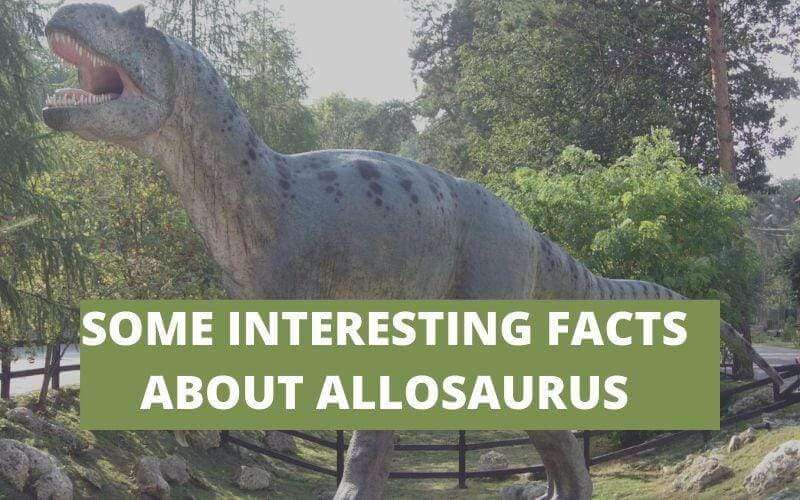 SOME INTERESTING FACTS ABOUT ALLOSAURUS