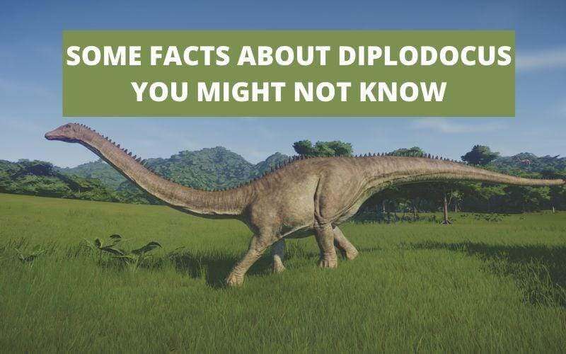 SOME INTERESTING FACTS ABOUT DIPLODOCUS