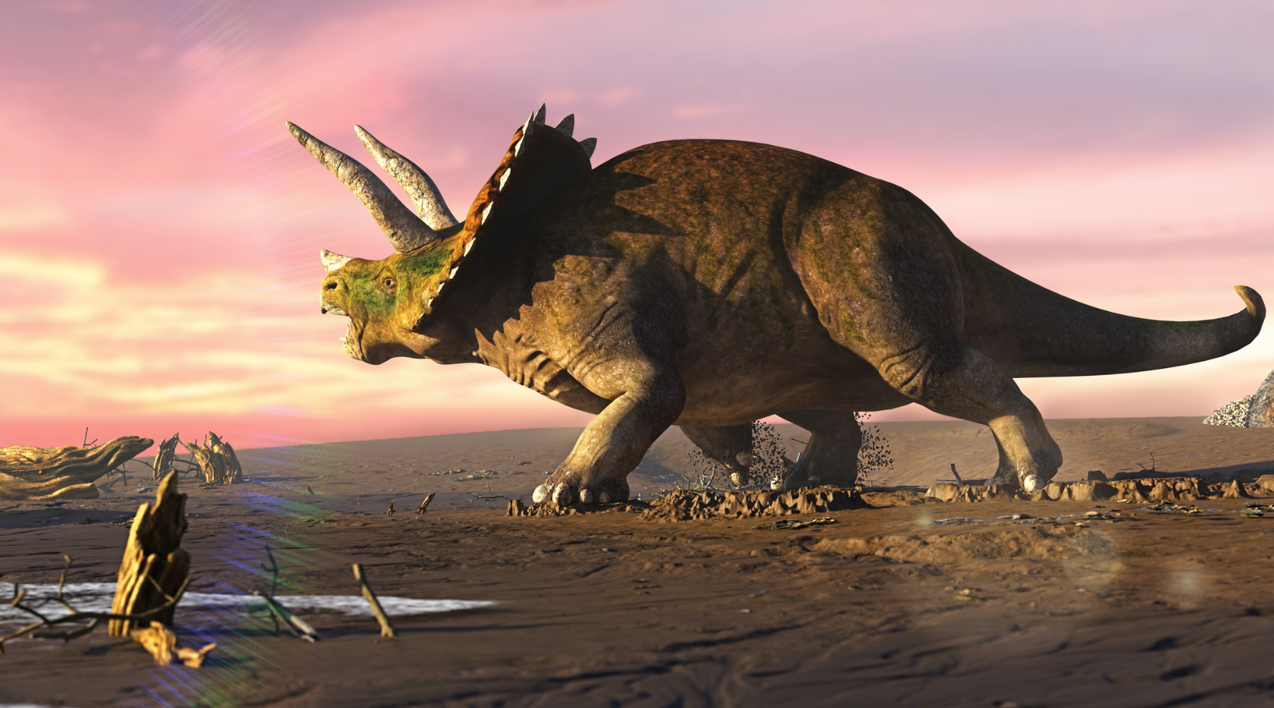The Evolution and Extinction of Triceratops