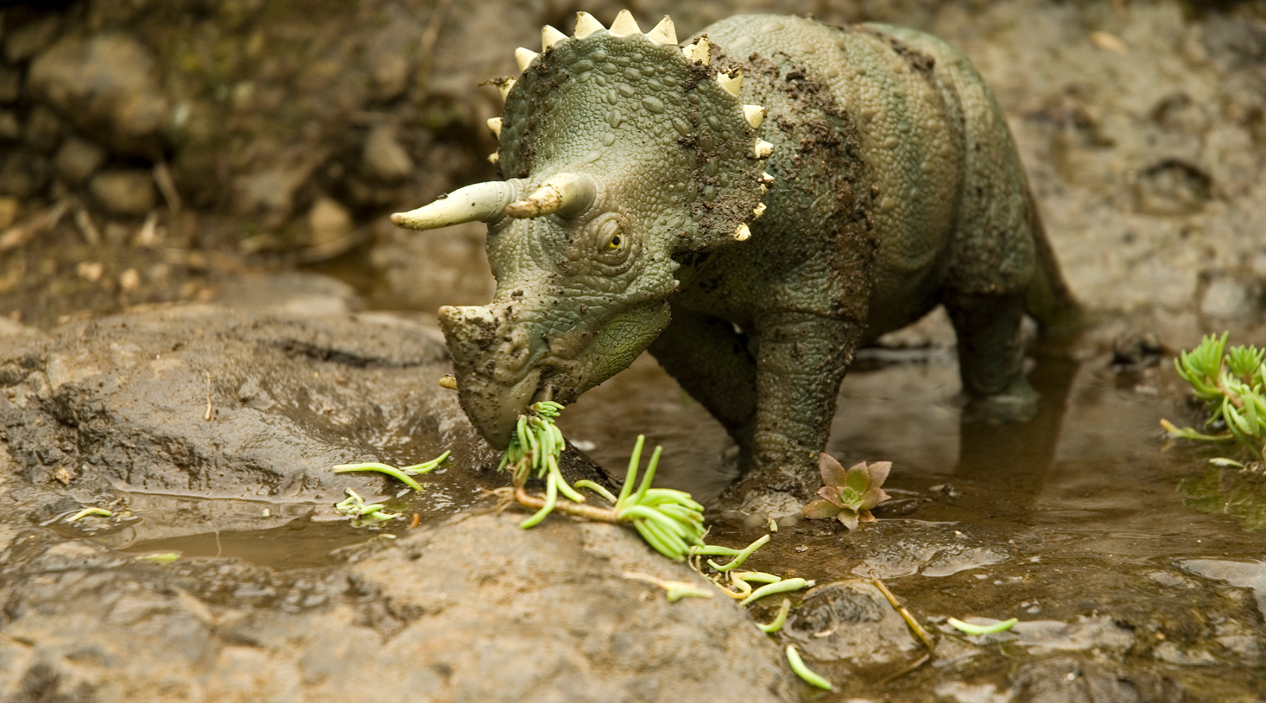 Triceratops vs. Other Ceratopsian Dinosaurs: What Makes Them Unique?