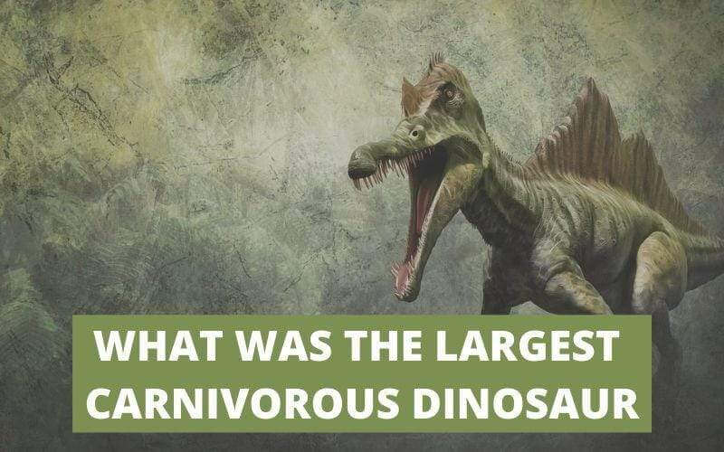 WHAT WAS THE LARGEST CARNIVOROUS DINOSAUR ?
