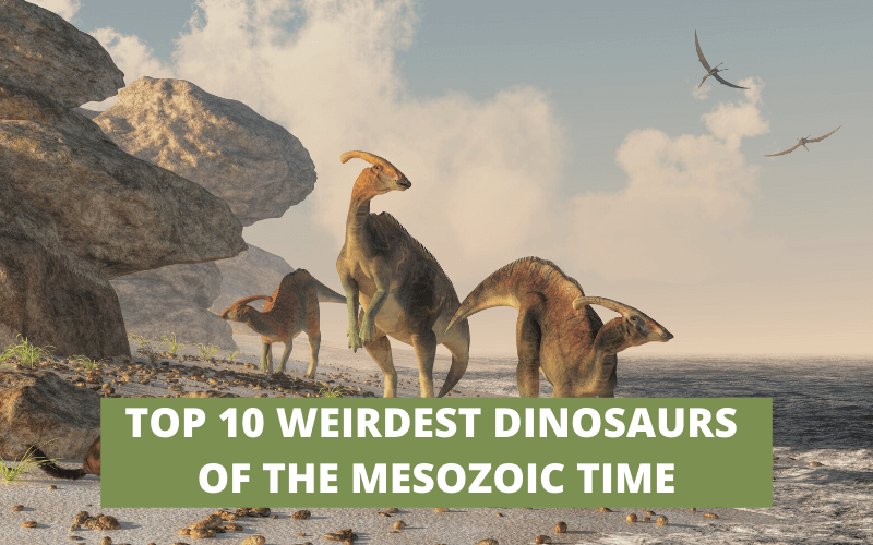 TOP 10 WEIRDEST DINOSAURS OF THE MESOZOIC TIME