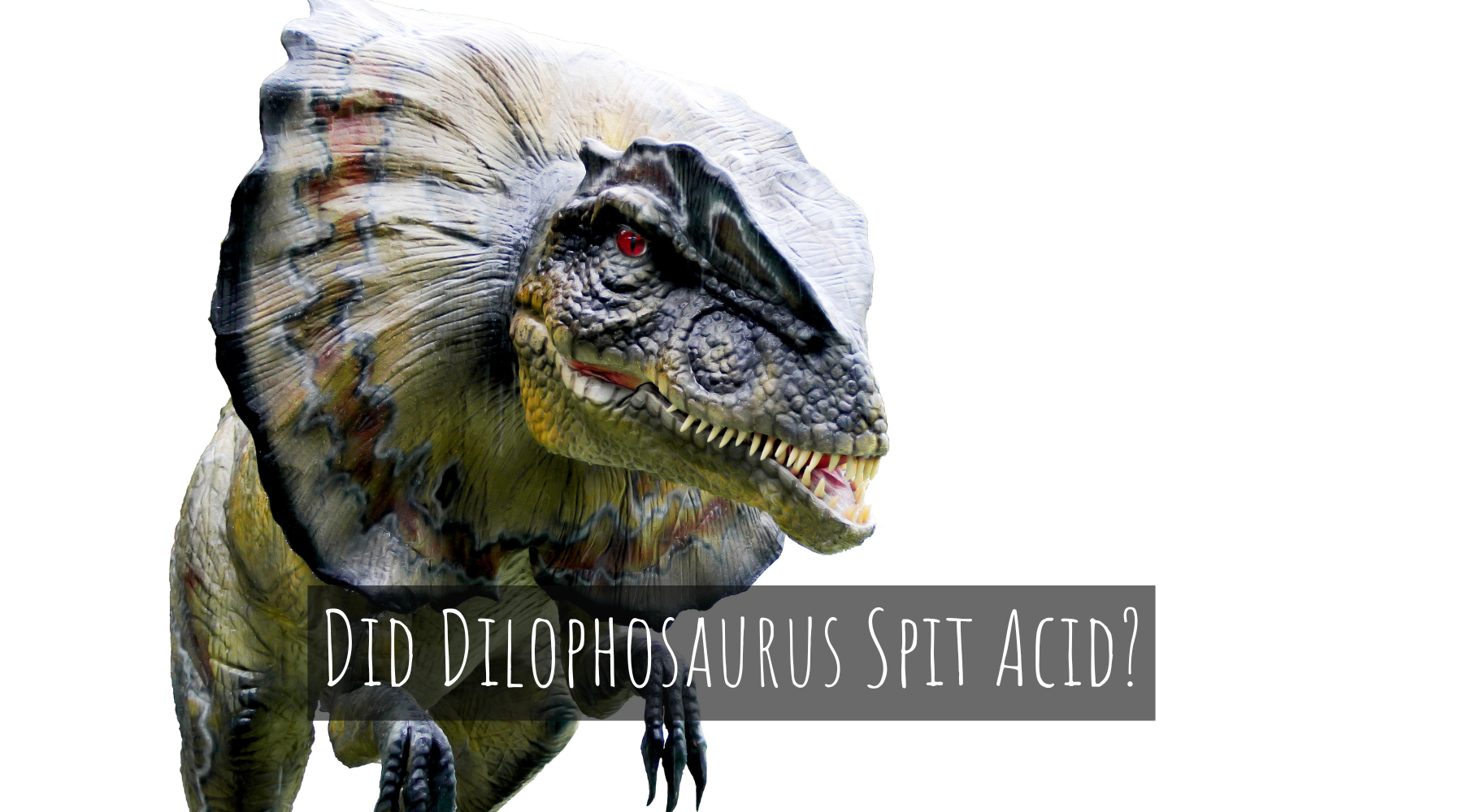 Did Dilophosaurus Spit Acid?