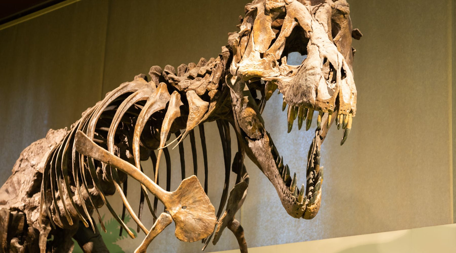 The Unearthed Secrets of the Mighty T-Rex: A Comprehensive Look at its Fossilized Legacy