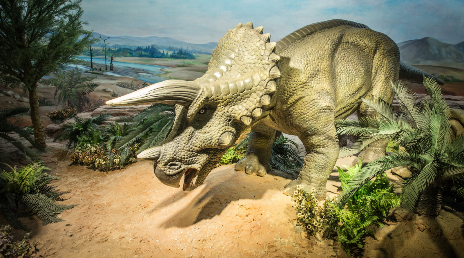 Discovering the World of Triceratops